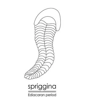 Spriggina Illustrazione stock