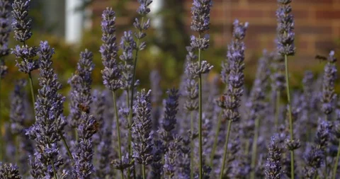 Sprightly Bees Hover and Bounce Around a Pretty Lavender Field Stock Footage 113150413