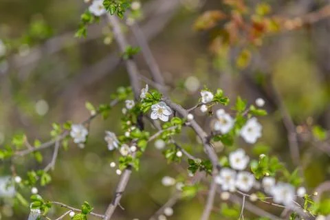 Sprightly white flowers decorating wiry branches, rustic meadow ambiance with Stock Photos