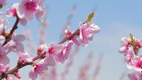 Sprigs of a blossoming tree against the sky. 스톡 동영상 99722665