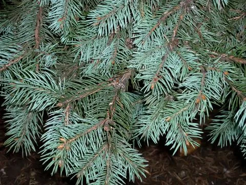 Sprigs of blue spruce Stock Photos