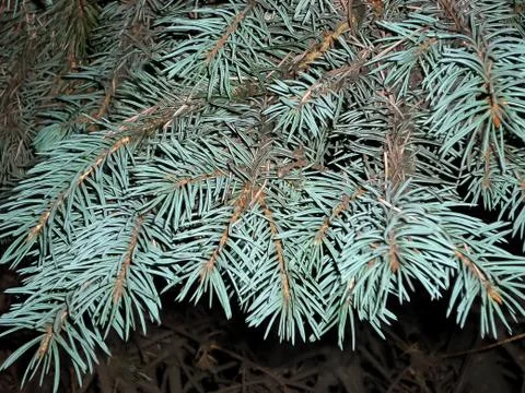 Sprigs of blue spruce Foto stock