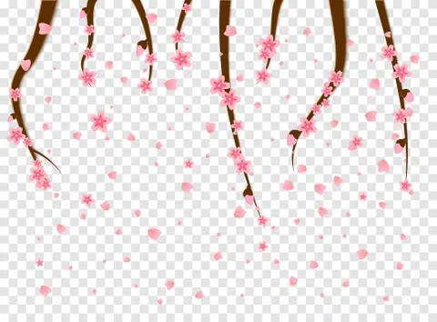 Sprigs of cherry tree flowers sakura fall spatter the spring annual season of Stock Illustration