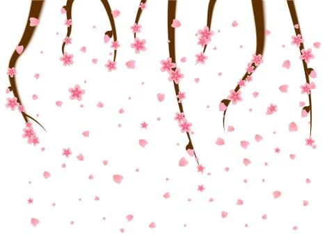 Sprigs of cherry tree flowers sakura fall spatter the spring annual season of Stock Illustration