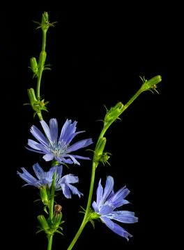 Sprigs of chicory on a black background Stock Photos