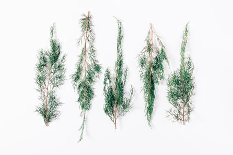 Sprigs of a coniferous tree Stock Photos