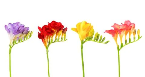 Sprigs of freesia Stock Photos