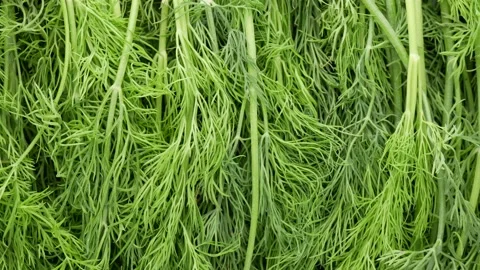 Sprigs of fresh dill - background. Stock Footage 142891793