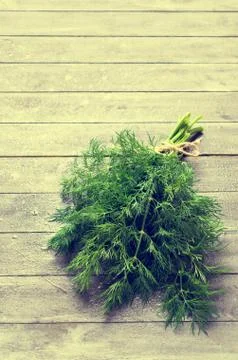 Sprigs of fresh dill Stock Photos