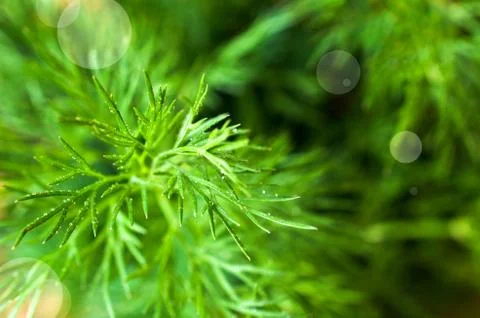 Sprigs of fresh dill Stock Photos