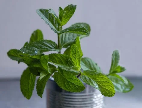 Sprigs of fresh green mint in drops of water in a tin can. Natural freshness. Stock Photos