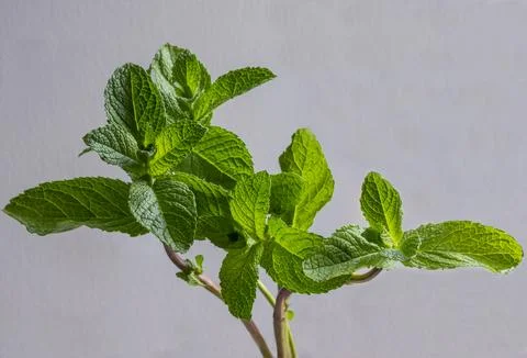 Sprigs of fresh green mint on thin stems, collected in a bunch on a light b.. Fotos Stock
