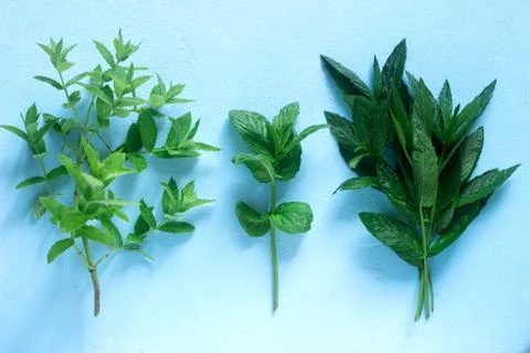 Sprigs of fresh mint of different varieties on a blue background. Stock Photos