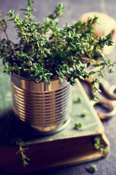 Sprigs of fresh thyme Stock Photos
