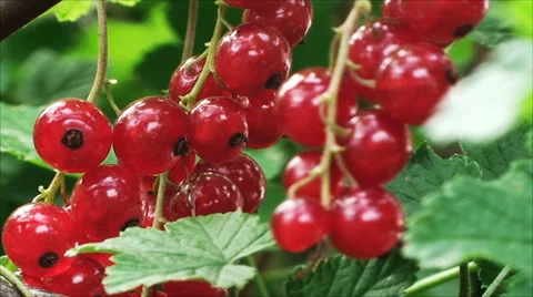 Sprigs large, ripe red currant among the green foliage 库存影片 57484953