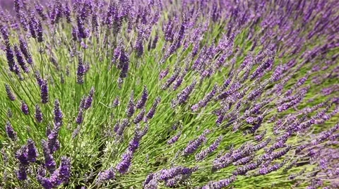 Sprigs of lavender dancing in the wind Video stock 56174999