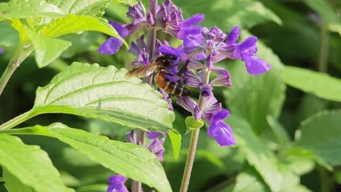 Sprigs of lavender flowers with bee. Stock Footage 305233278