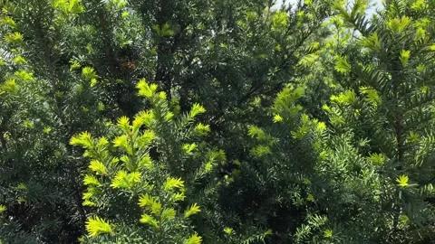 Sprigs of light green juniper. Decorative coniferous trees. Vidéo 274158958