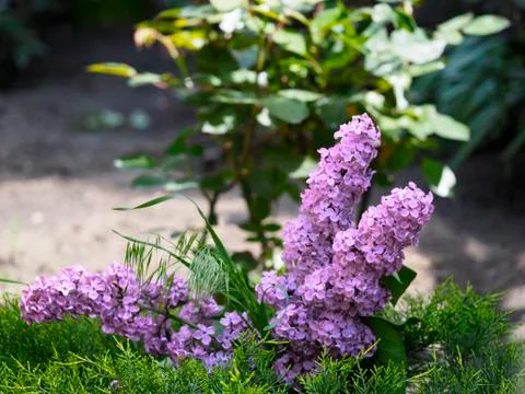 Sprigs of lilac in the juniper Foto stock