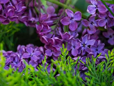 Sprigs of lilac in the juniper Stock-Fotos