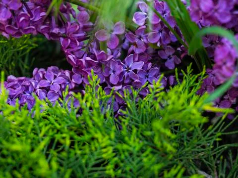 Sprigs of lilac in the juniper Stock-Fotos