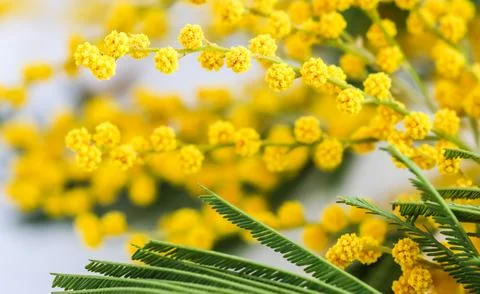 Sprigs of mimosa on a white background. Spring concept Stock Photos