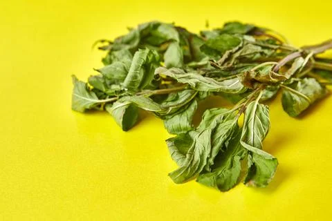 Sprigs of mint are dried until completely dry. Drying and storage of plants. Stock Photos
