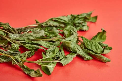 Sprigs of mint drying on a red background. Drying and storage of plants. Stock Photos