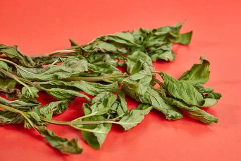 Sprigs of mint drying on a red background. Drying and storage of plants. Stock Photos