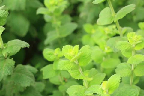 Sprigs of mint growing in the garden Stock Photos