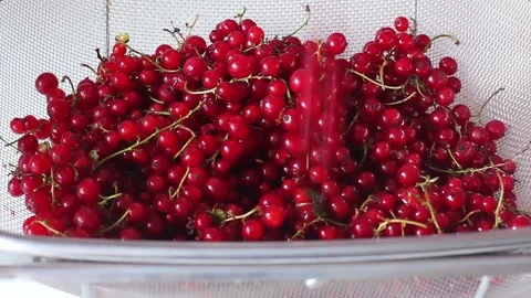 Sprigs of red currant fall on each other. Stock-Footage 134879728