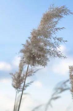 Sprigs of reeds on the background of the cloudy sky Stock Photos