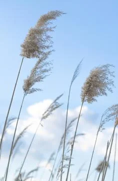 Sprigs of reeds on the background of the cloudy sky Stock Photos