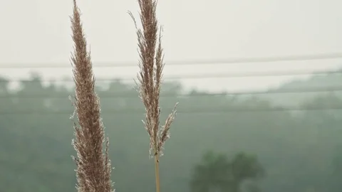 Sprigs of reeds close-up Stock Footage 73638161