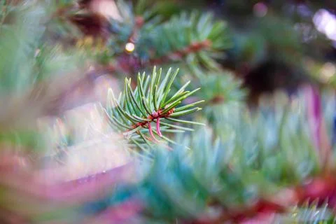 Sprigs of spruce. In the background is a blurred image of branches. Stock Photos