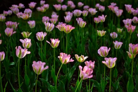Sprigtime tulips Stock Photos