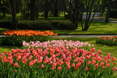 Sprigtime tulips Stock Photos