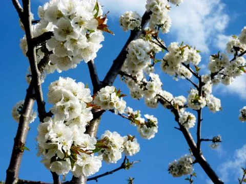 Sprin edition Stock Photos