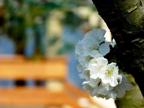 Sprin edition Stock Photos