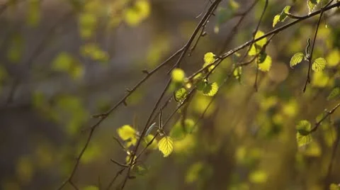 Spring 001 Stock Footage 8968137