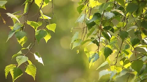 Spring 002 Stock Footage 8968287