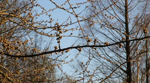 Spring 01 Stock Footage 32222842