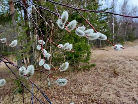 Spring 1 Stock Photos