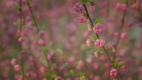 Spring 2 Stock Footage 173146271