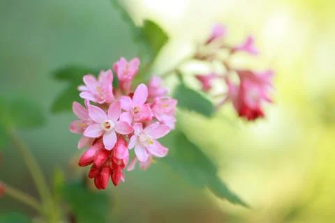 Spring 2012 017 Stock Photos