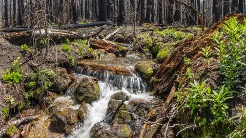 Spring 2019 - Small un-named creek crosses the the Pacific Crest Trail  Stock Photos