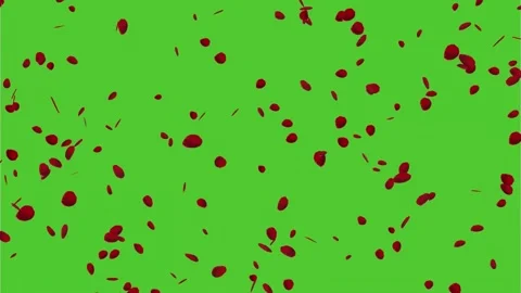 Spring  2022 Rose petals flying green screen  animation  Stock Footage 169538855