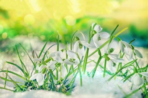 Spring 4 Stock Photos