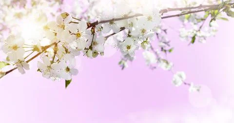 Spring abstract background of blossoming cherry on pink Stock Photos