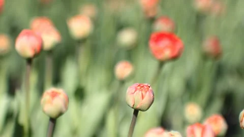 Spring abstract background, landscape - tulips on a lawn in a sunny park. Stock Footage 87818610